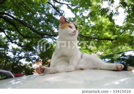 Cat sitting on a car Cat sitting on a car 33415016