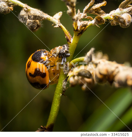 Ladybird with black spots on a green leaf  33415025
