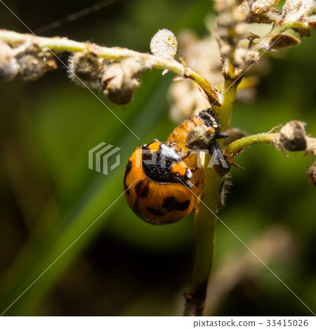 Ladybird with black spots on a green leaf Ladybird with black spots on a green leaf 33415026