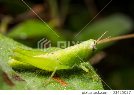 Grasshopper on nature leaves as background 33415027