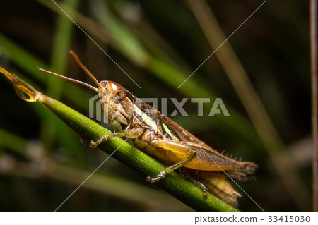 Grasshopper on nature leaves as background 33415030