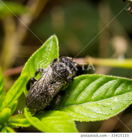 Bee on nature leaves as background. Close Up,Macro Bee on nature leaves as background. Close Up,Macro 33415133