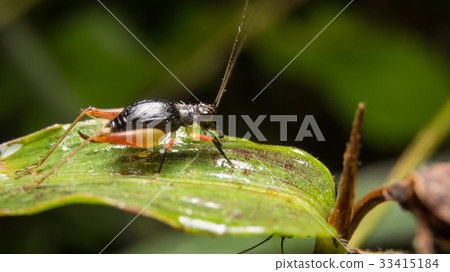 Cricket on nature leaves as background Cricket on nature leaves as background 33415184