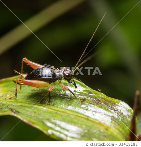 Cricket on nature leaves as background Cricket on nature leaves as background 33415185