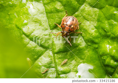 Ladybird with black spots on a green leaf Ladybird with black spots on a green leaf 33415186