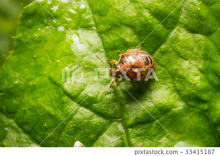 Ladybird with black spots on a green leaf Ladybird with black spots on a green leaf 33415187