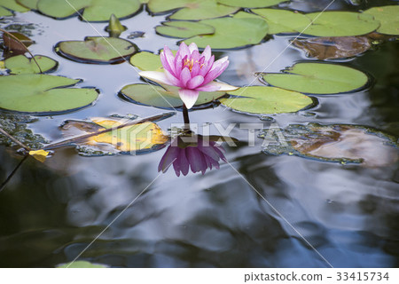 睡蓮和夢幻般的池塘 33415734