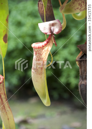 Ugubon Kuzura Ugubon Kuzura 33415735