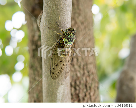 Minmin Minmin 33416011