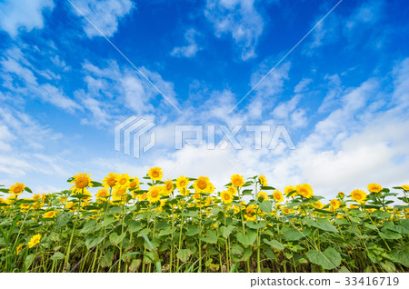 向日葵田 33416719