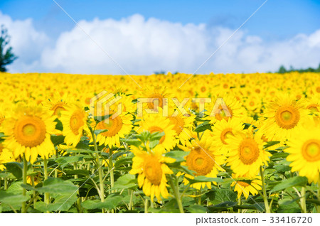 向日葵田 33416720