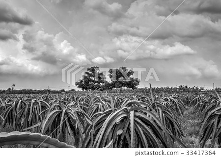Two lonely trees between dragon fruit garden Two lonely trees between dragon fruit garden 33417364
