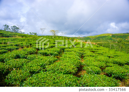 The tea plantation The tea plantation 33417566
