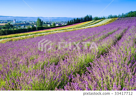 Farm Tomita Farm Tomita 33417712