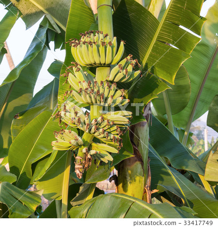 Banana tree with a bunch of bananas on background 33417749