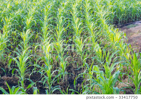 Corn field in early morning light in garden  33417750