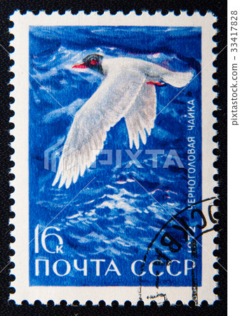 Black-headed gull, series animals, circa 1972 33417828