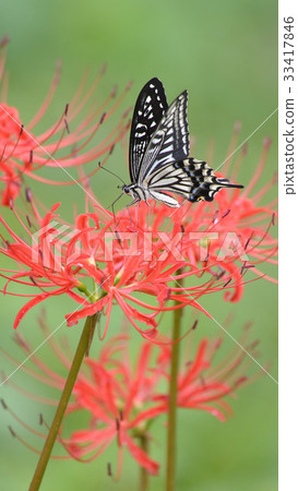 4K長耳的天使花 4K長耳的天使花 33417846