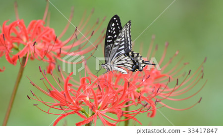 4K Namiageha and Clusterster Flower 4K Namiageha and Clusterster Flower 33417847