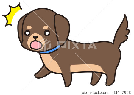 驚訝的棕色小狗（迷你臘腸犬） 33417908