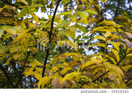 tree with yellow leaves background tree with yellow leaves background 33418181