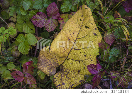 autumn background autumn background 33418184