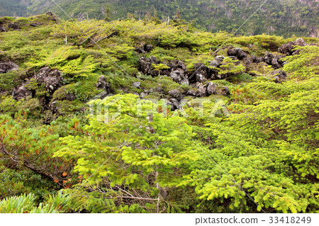 Tsuboniwa風景(7) Tsuboniwa風景(7) 33418249