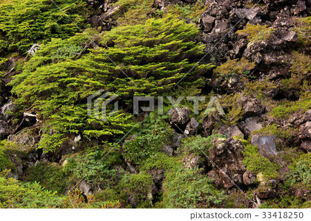 Tsuboniwa風景(8) Tsuboniwa風景(8) 33418250