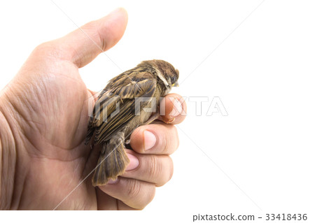 House sparrow on hand isolated on white background House sparrow on hand isolated on white background 33418436