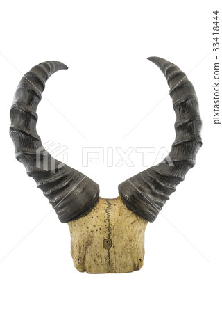 horns on a white isolated background horns on a white isolated background 33418444