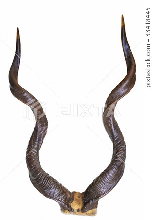 beautiful horns isolated on white beautiful horns isolated on white 33418445