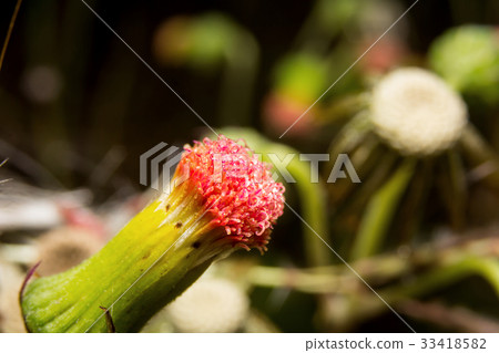 Flowers grass on nature, macro Flowers grass on nature, macro 33418582