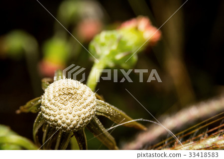 Flowers grass on nature, macro Flowers grass on nature, macro 33418583