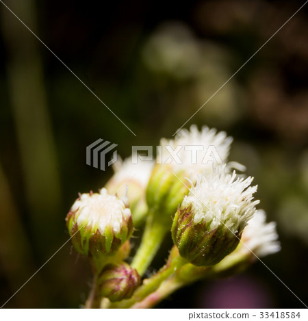 Flowers grass on nature, macro Flowers grass on nature, macro 33418584