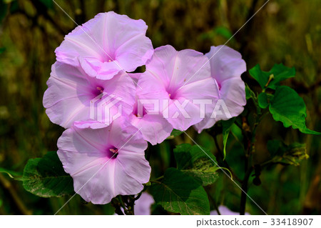 Group of Morning Glory Purple flowers Group of Morning Glory Purple flowers 33418907
