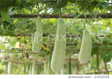 Winter melon and squash hanging on baboom  33419359