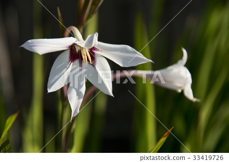 唐菖蒲Callianthus花 唐菖蒲Callianthus花 33419726