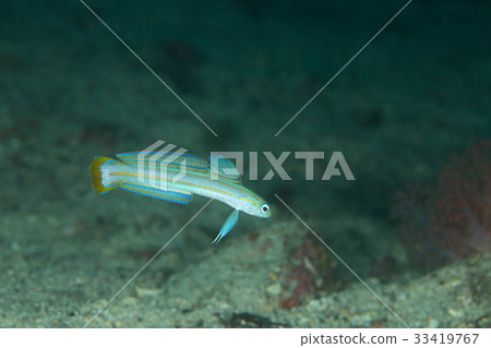 Suzuki yuurihase 33419767