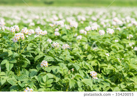 Potatoes White flowers Potatoes White flowers 33420055