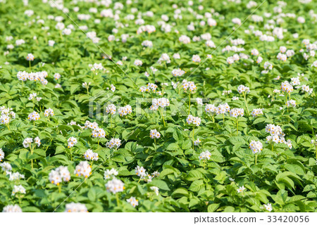 Potatoes White flowers 33420056
