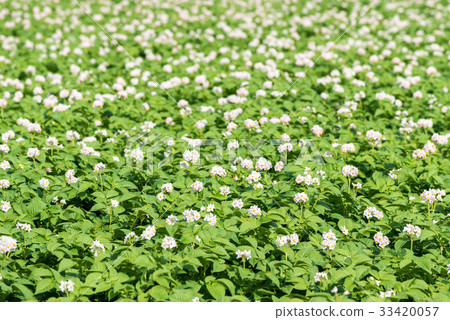 Potatoes White flowers 33420057
