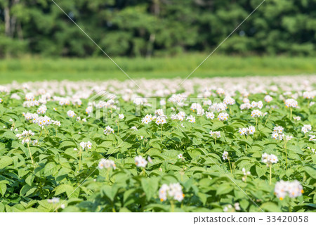 土豆白花 33420058