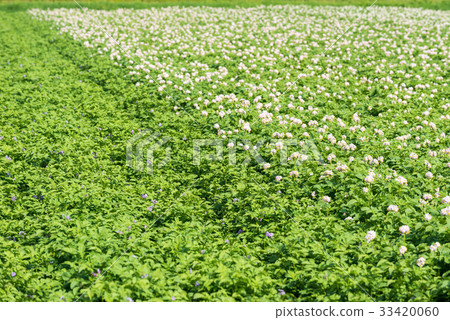Potatoes White flowers Potatoes White flowers 33420060