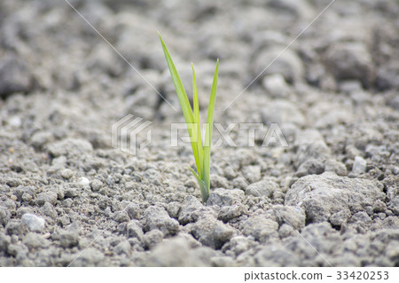 Tender sprout in the ground Tender sprout in the ground 33420253