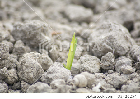 Tender sprout in the ground Tender sprout in the ground 33420254