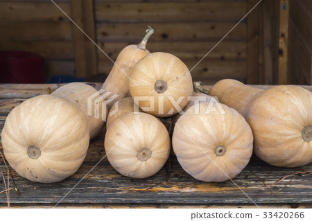 Butternut Pumpkins Butternut Pumpkins 33420266