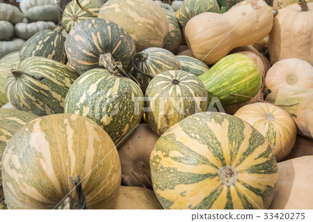 Pumpkins, Cucurbita argyrosperma, moschata Pumpkins, Cucurbita argyrosperma, moschata 33420275