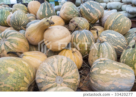 Pumpkins, Cucurbita argyrosperma, moschata 33420277
