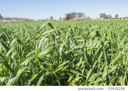 Harvesting unripe oats 33420286