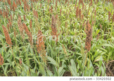 Sorghum field Sorghum field 33420302